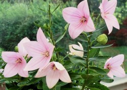 Platycodon grandiflorus Florist Pink / Őszi hírharang rózsaszín